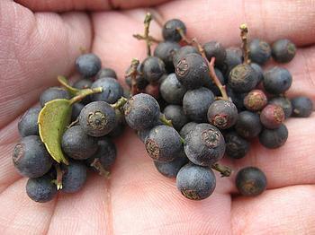 vaccinium bracteatum    别称:   南烛,西