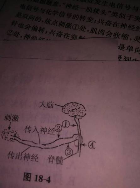 那就是圈1出问题了 追问 什么 追答 因为能做出反应说明反射弧是